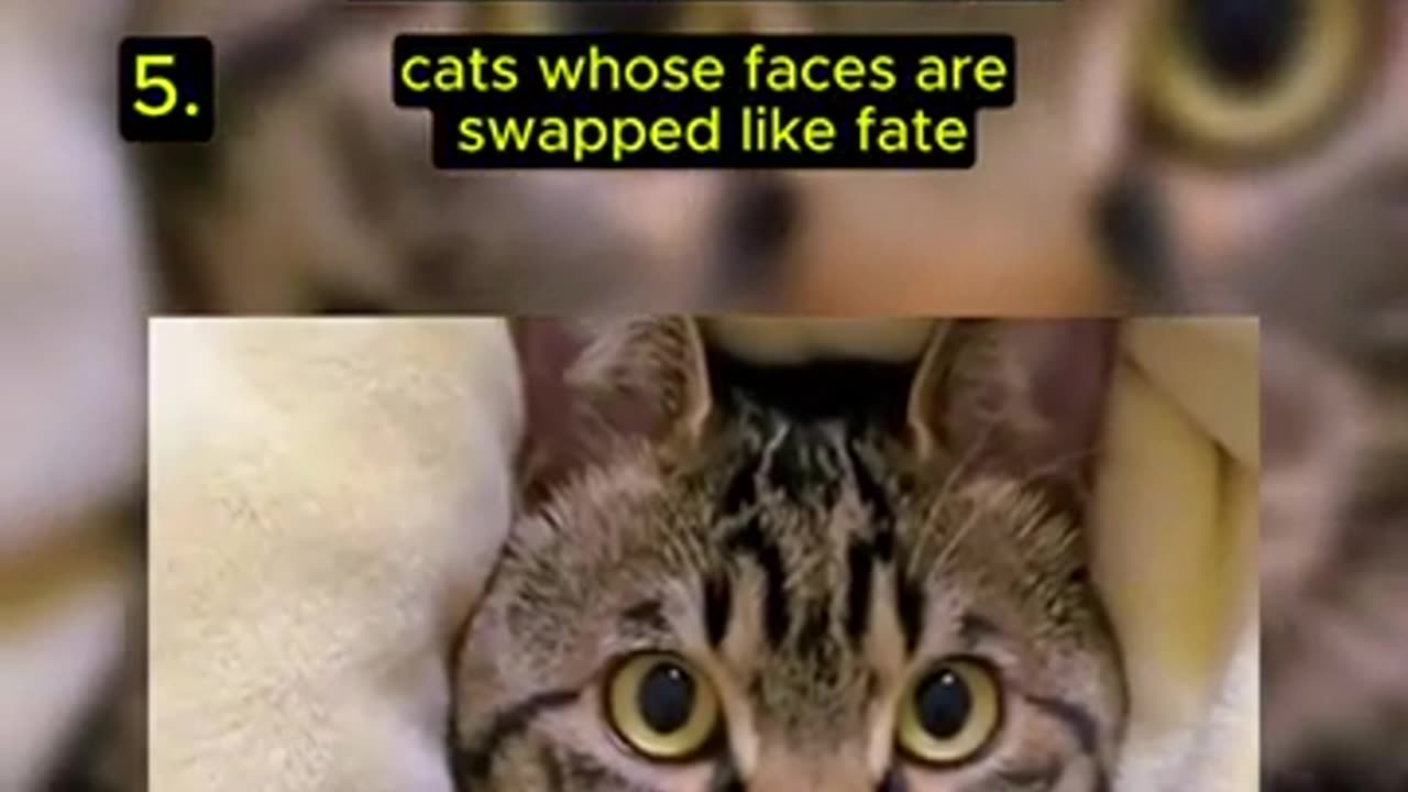 Top 5 Funnny Cat Video