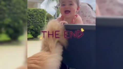 Crazy Funny Dogs That Will Make You Laugh Nonstop 🐶🤣