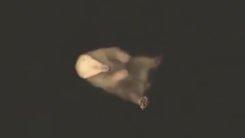 🤯✨ Drone Captures Polar Bear's Relaxing Float in Water! | FeedMyCuriosity