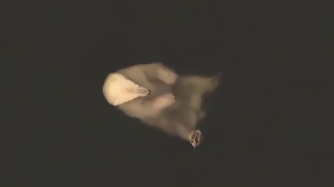 🤯✨ Drone Captures Polar Bear's Relaxing Float in Water! | FeedMyCuriosity