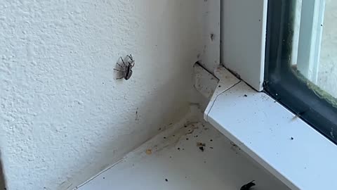The Insect-Driven Ecosystem