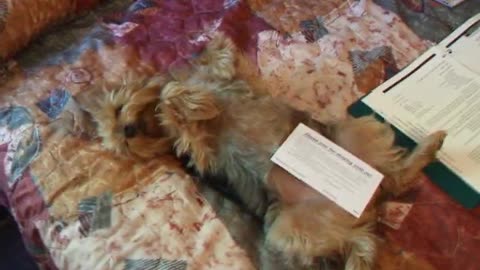 Gizmo Feeling Sexy #funnydogs #yorkies