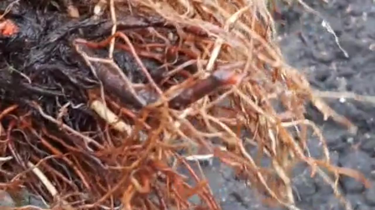 Glistnik jaskółcze ziele