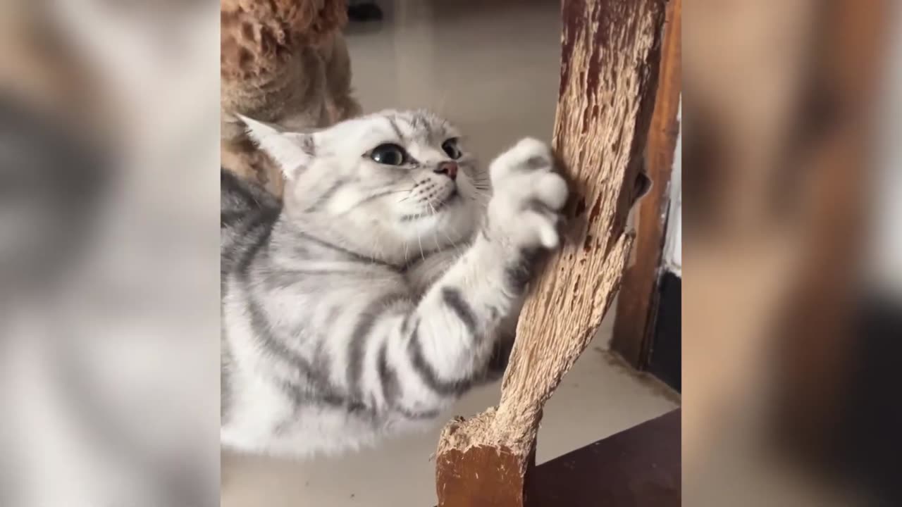 OMG! Try Not To Laugh😂| funny Cats Clips