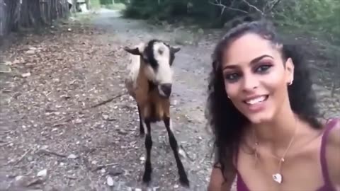 Greetings from the goat 🐐😄