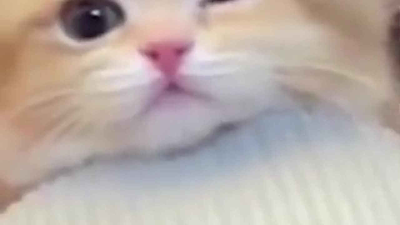 Funny animals
