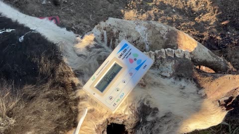 Cattle Mutilations on the Path of the Skinwalker - The Barbell UFO - Thunder Strike Ranch