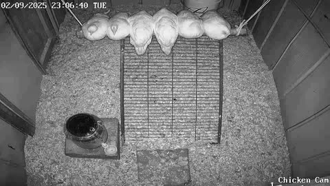 Millar Time Chicken Cam