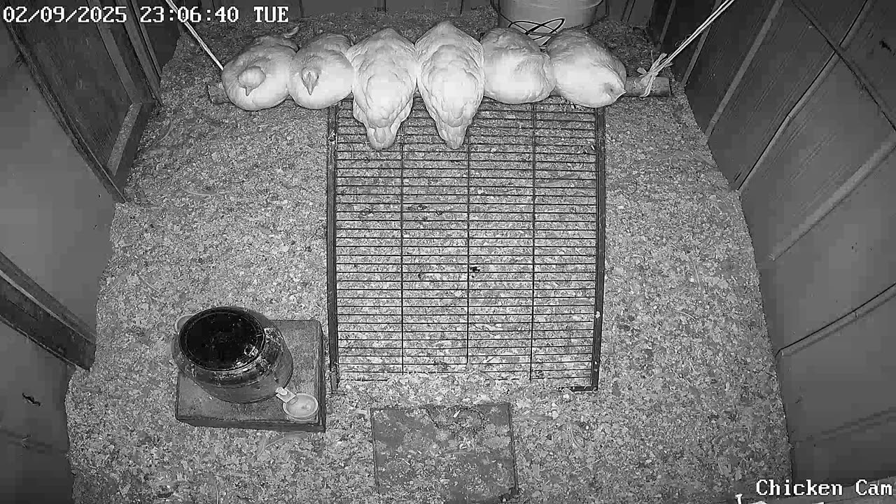 Millar Time Chicken Cam