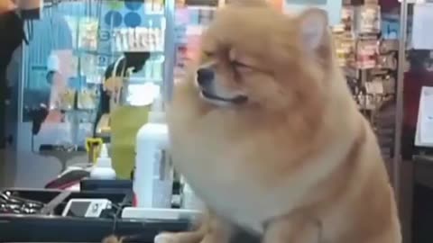 funny animals
