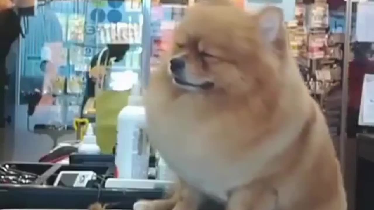 funny animals