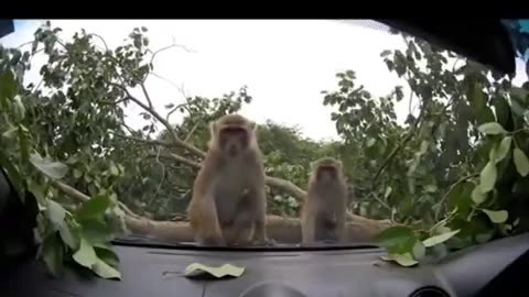 😂✌️ Epic Animal Exit You Won't Believe! Peace Out | FunFM