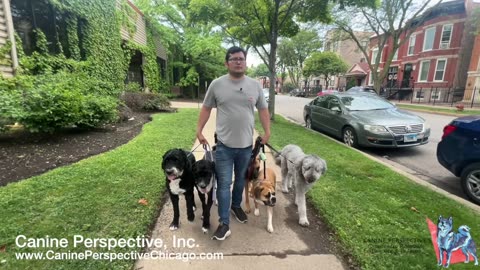Knowing The Root Of A Behavior, Seeing Understanding The World As A Dog Does Pack Walk Talks Ep. 3