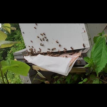 Friday Morning Sun Up with a Pollen Patty