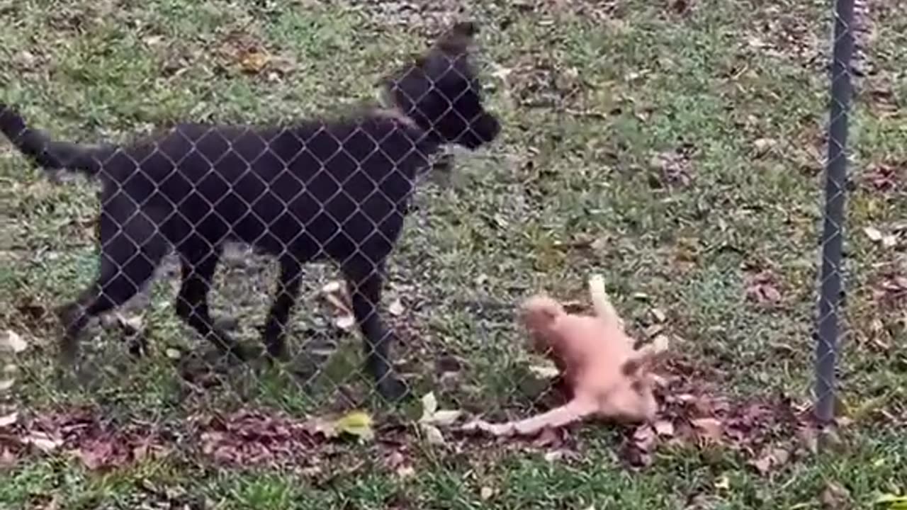 Funny animals