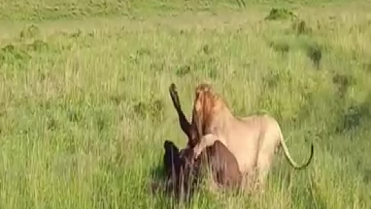 Male Lioness Catch and Eats a Cab Buffalo