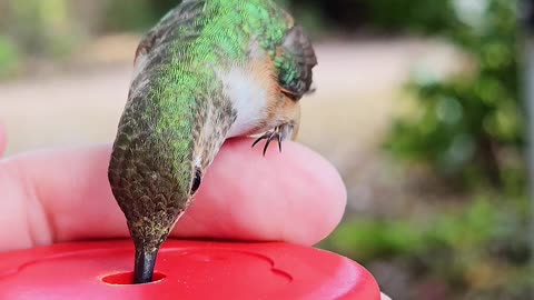 Tiny Hummingbird Drinks From Hand Feeder