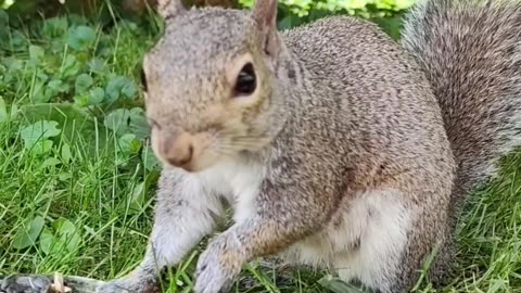 Mika The Squirrel knows where to wash her two paws😀