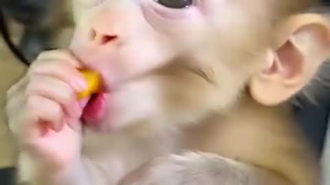 Cute baby monkey making fun