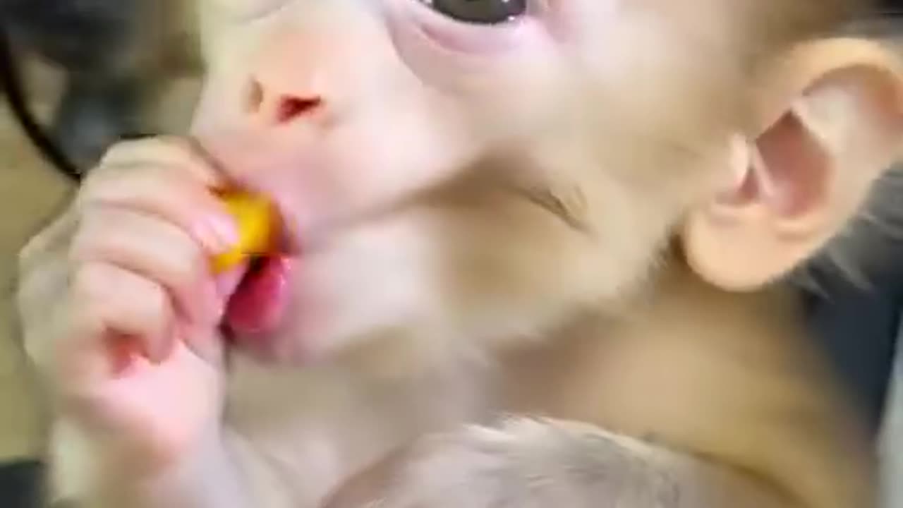 Cute baby monkey making fun
