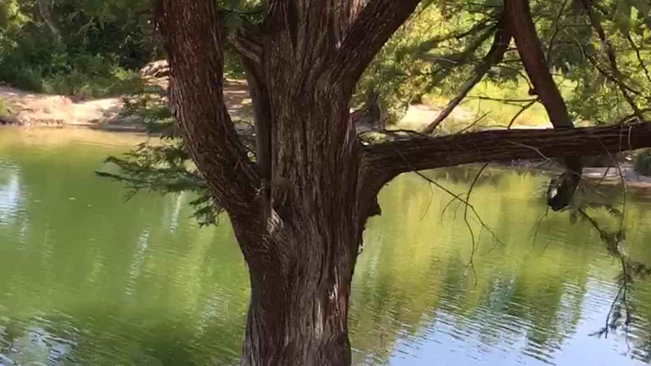 Meditate by the lakeside quickly.