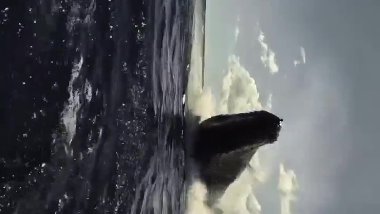 😮✨ Witness An Epic Whale Breach Up Close! | FeedMyCuriosity