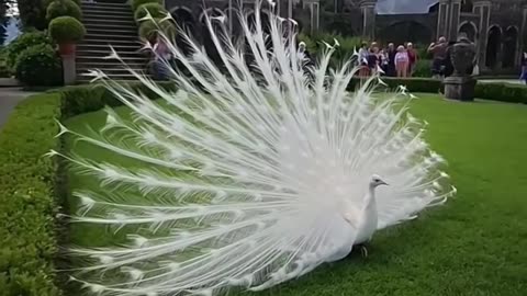 Majestic White Peacock – Nature’s Pure Elegance in Motion 🤍🦚