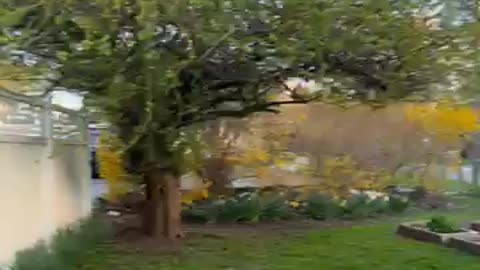 Spring 2025