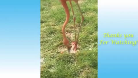 Funny and cute animals to boost ur mood!