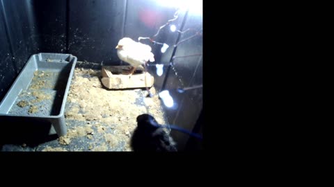chicks at night