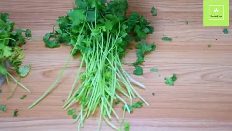 Como conservar cilantro