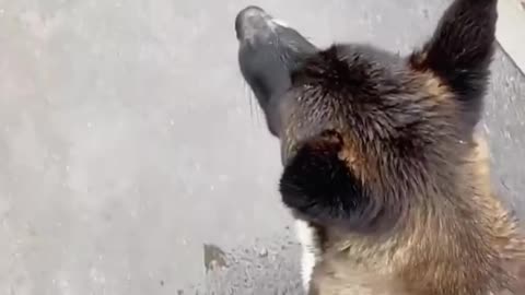 Dog Stares at Road and Jumps in Fear When Man Reaches Out