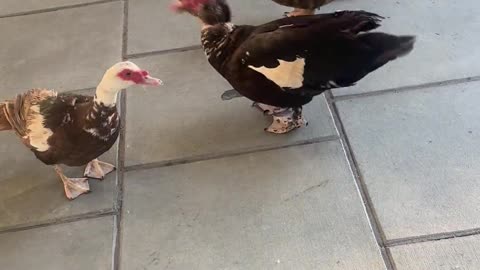 🐥😂 You Won't Believe How These Ducks Spent Their Day! Animals Being Derps | FunFM