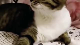 Animals reacting to loud thunder