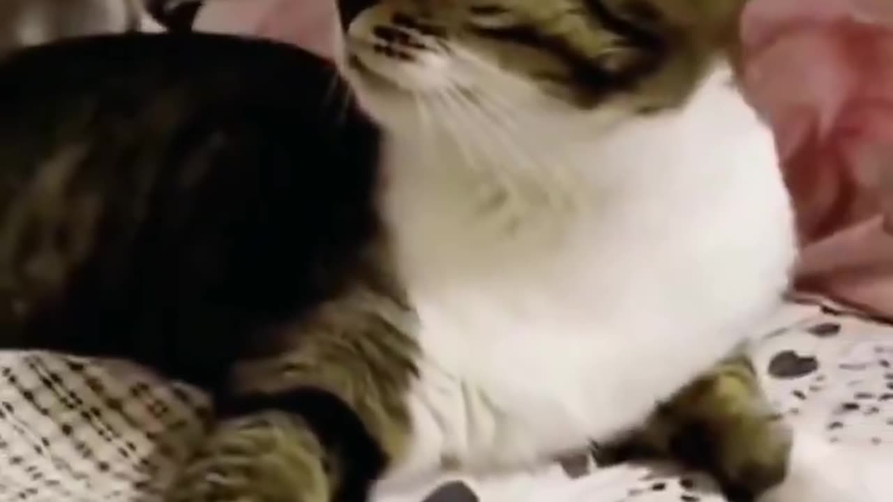 Animals reacting to loud thunder