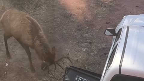 Bull Elk Shows Trash Can Who's Boss