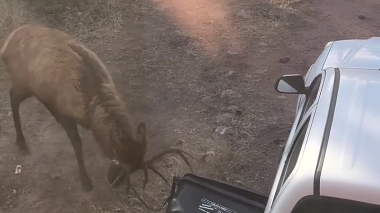 Bull Elk Shows Trash Can Who's Boss