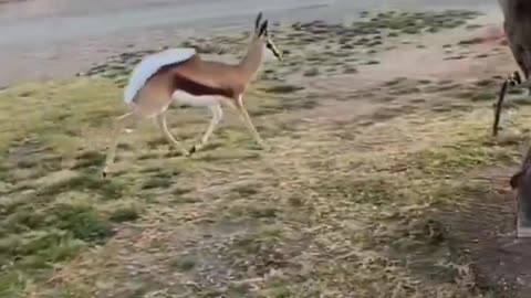 This is called swinging in fun