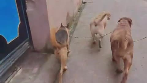 Sanibarko Dina Walk With Luna Juno And Jakie!!!