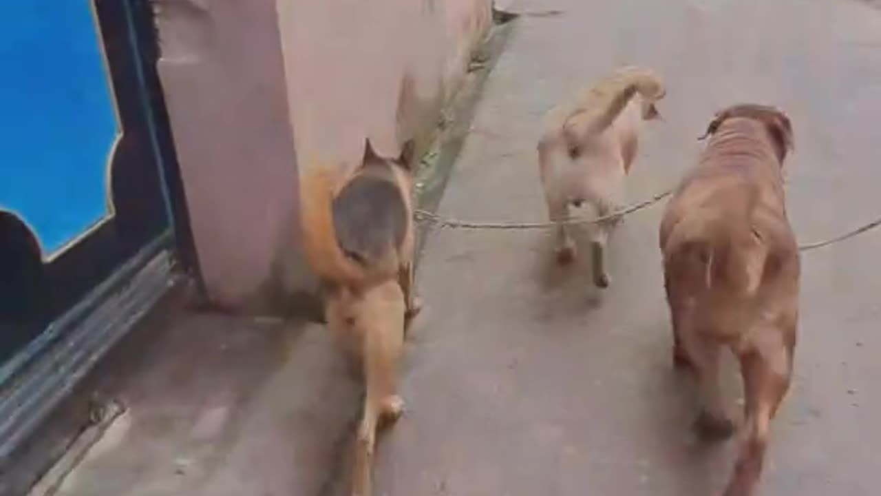Sanibarko Dina Walk With Luna Juno And Jakie!!!