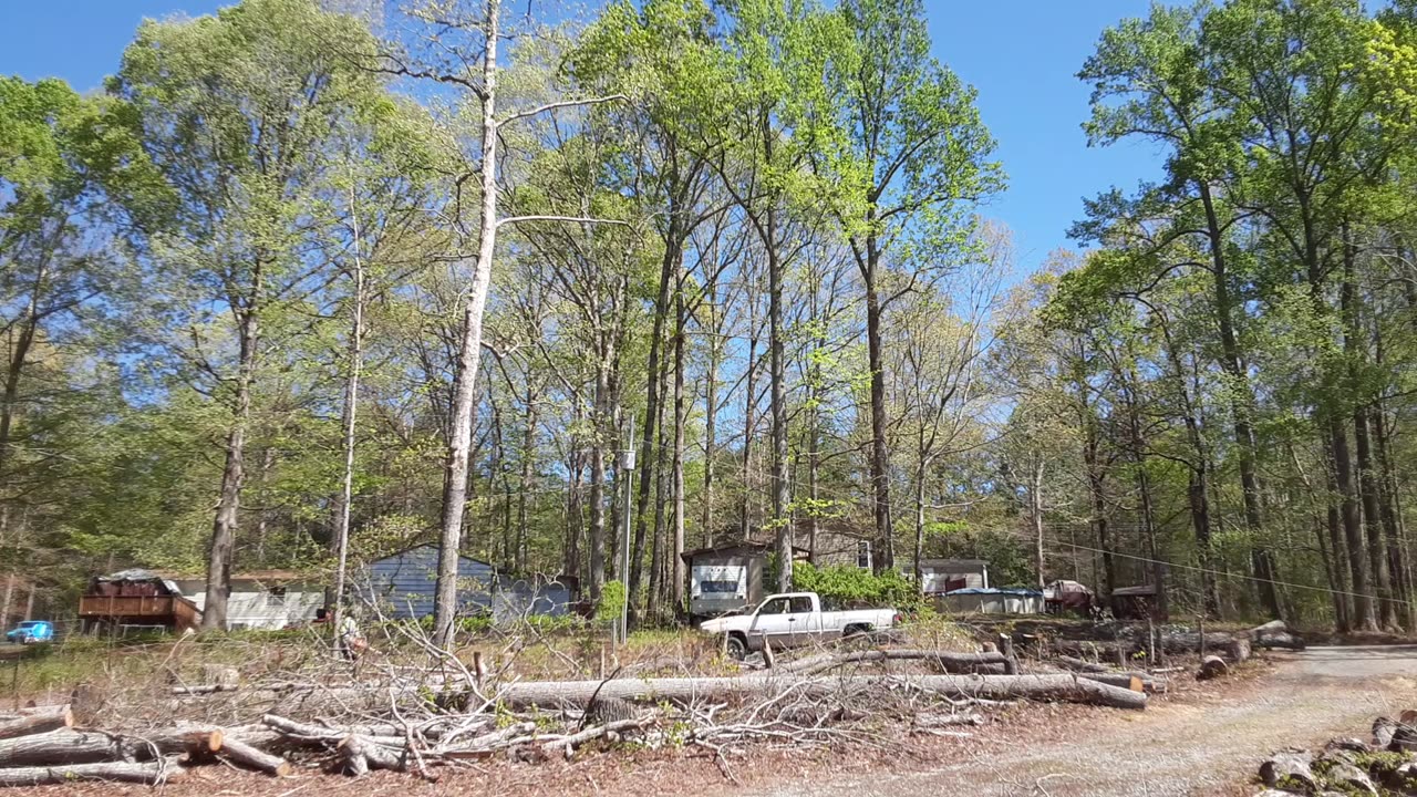 Another Tree Down Today – Giant Big Boy should be Coming Down Tomorrow – Thanks Chris!