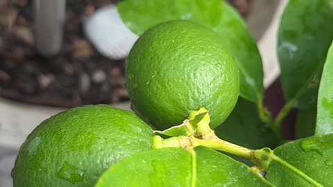 Limes BLOOMS with Eden's Living TV ch 16 WYBU