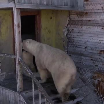 Nature reclaimed this abandoned island