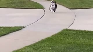 🤣🐶 My neighbor's dog has officially had enough! | FunFM