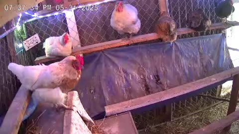 Saturday Night Perch Up Cam3