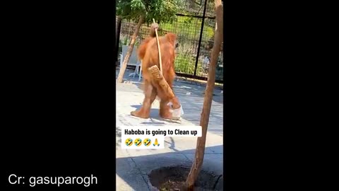 Animals with the highest IQ are???