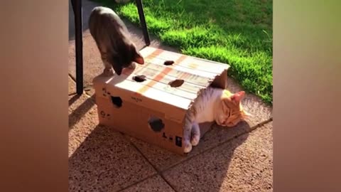 Funny Cat Compilation 😂🐾 😂🐾