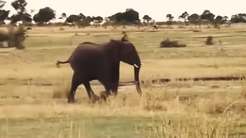 Elephants And Buffaloes Combine Attacks.