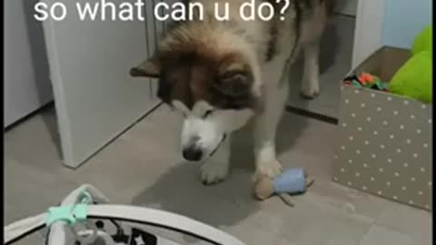 Pets Meeting Babies for the First Time!