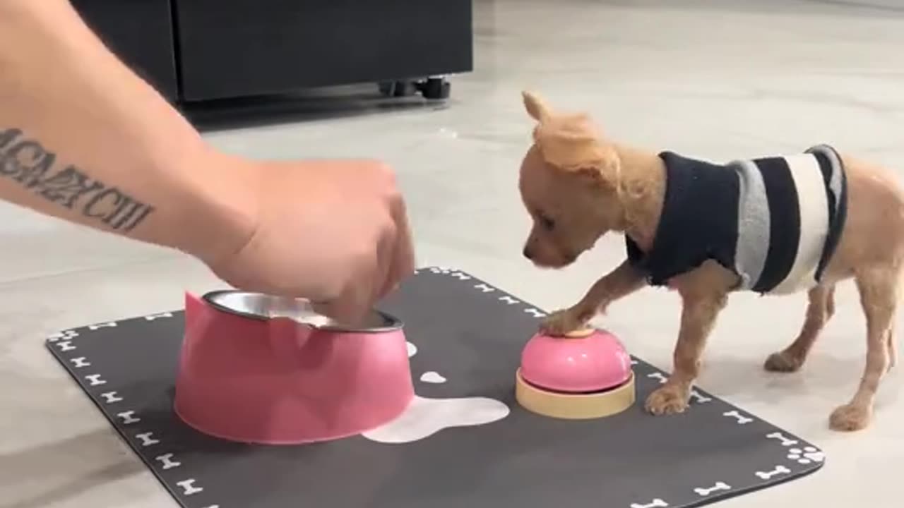 Tiny Chihuahua Begs for Food 😂🍽️ Cutest Thing Ever!